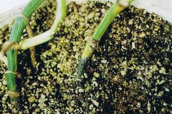 Colletotrichum gloeosporioides