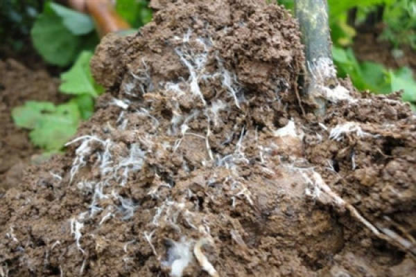 Picture of Sclerotium rolfsii of Clivia miniata