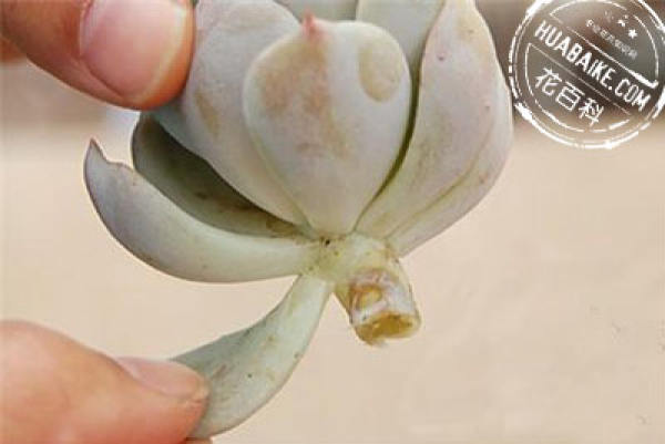 Fleshy leaf preparation for propagation: leaf preparation
