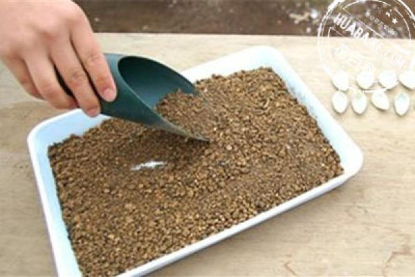 Fleshy leaf preparation for propagation: leaf preparation