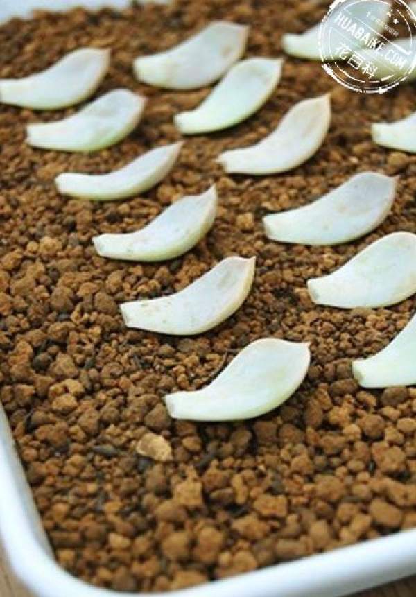 Fleshy leaf preparation for propagation: leaf preparation