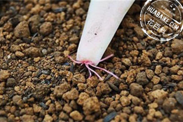 Fleshy leaf preparation for propagation: leaf preparation