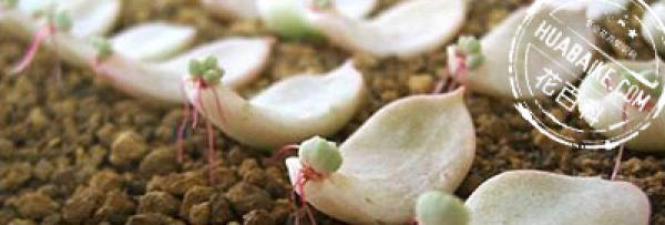 Fleshy leaf preparation for propagation: leaf preparation