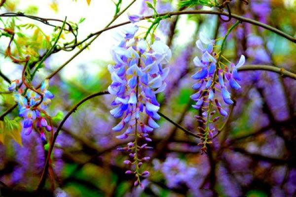 Cultivation of Wisteria seedlings