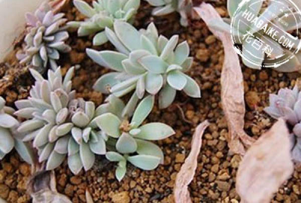 Fleshy leaf preparation for propagation: leaf preparation