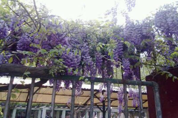 Cultivation of Wisteria seedlings