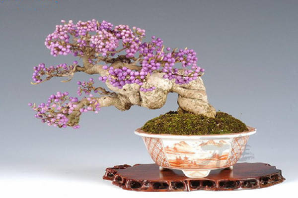 Cultivation of Wisteria seedlings