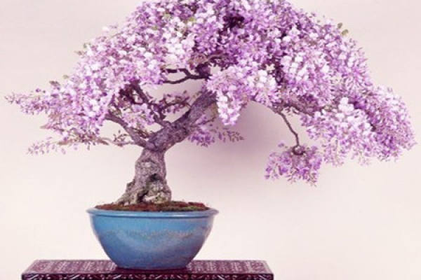Cultivation of Wisteria seedlings