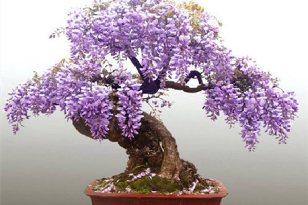 Cultivation of Wisteria seedlings