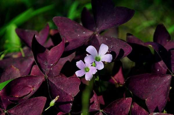 Method for preserving oxalis seed ball