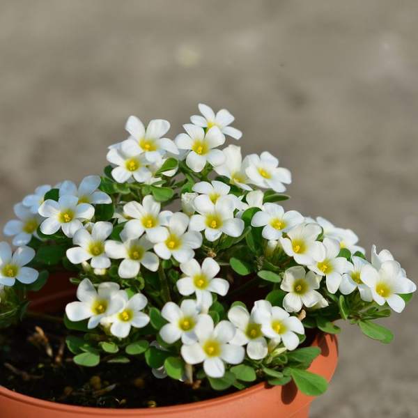 Potted creeping oxalis watering method