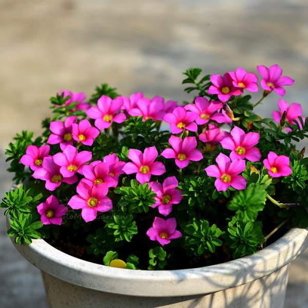 watering method of potted Oxalis