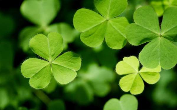 clover