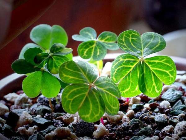 clover