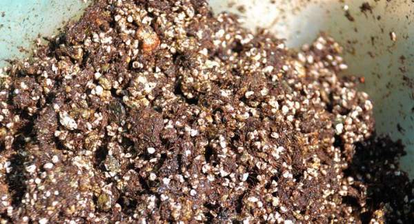Oxalis peat soil
