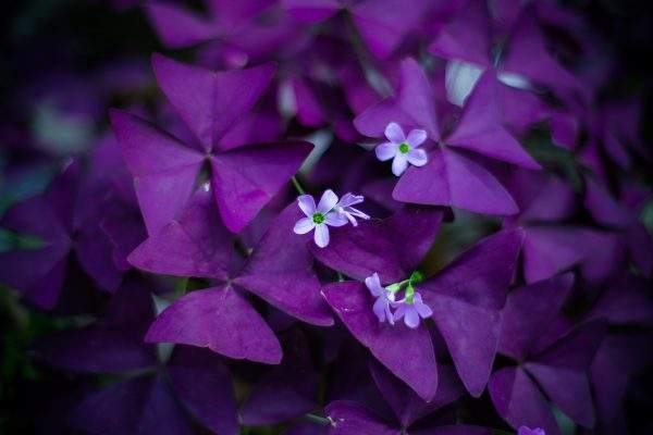 Oxalis purpurea