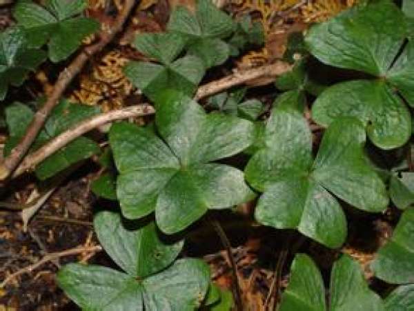Oxalis purpurea