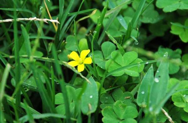 Oxalis purpurea