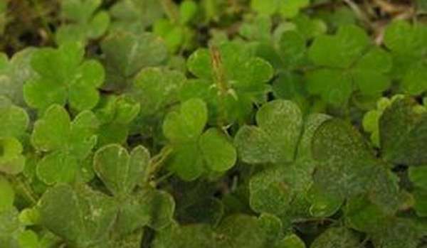 Oxalis purpurea