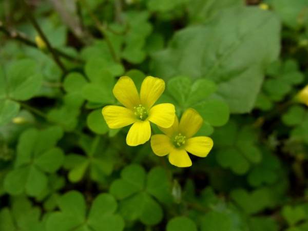 Oxalis purpurea