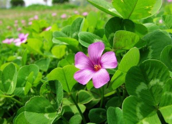 Oxalis purpurea