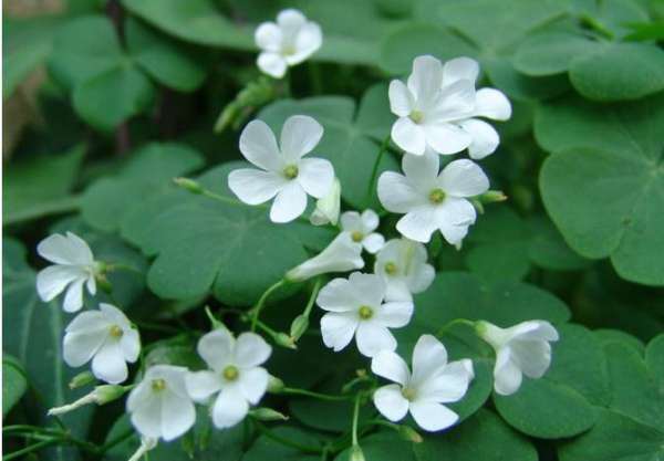 Oxalis purpurea