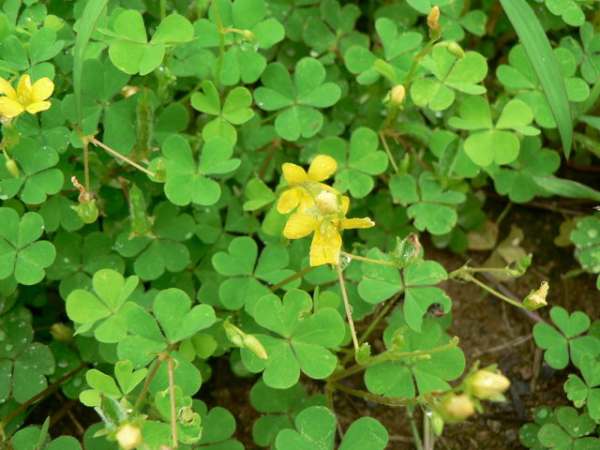 Oxalis purpurea