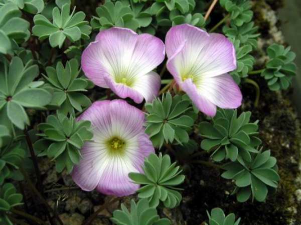 Oxalis purpurea