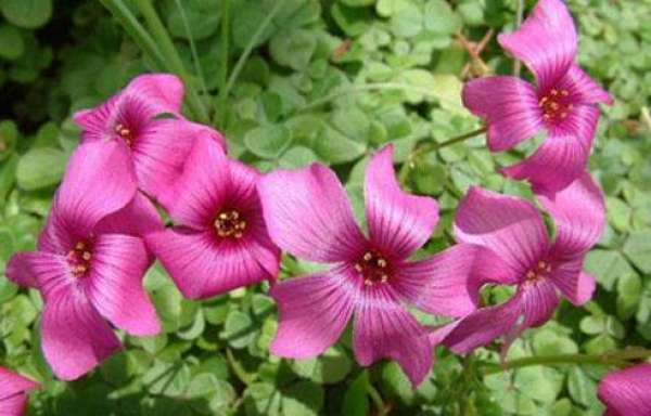 Oxalis purpurea