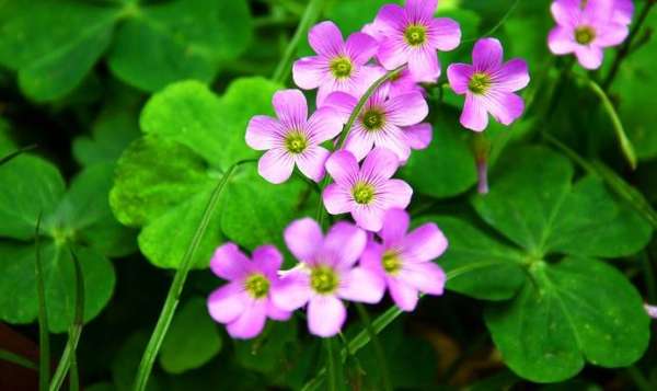 Oxalis purpurea