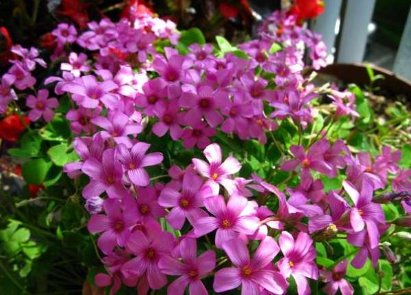 Oxalis purpurea