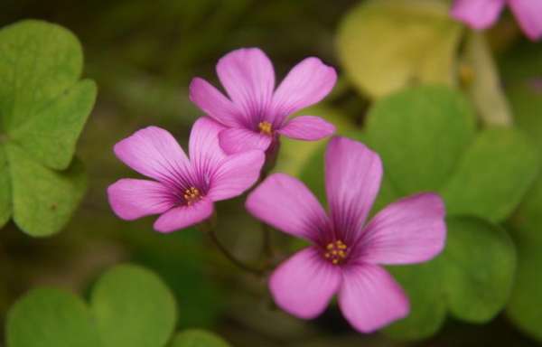 Oxalis purpurea