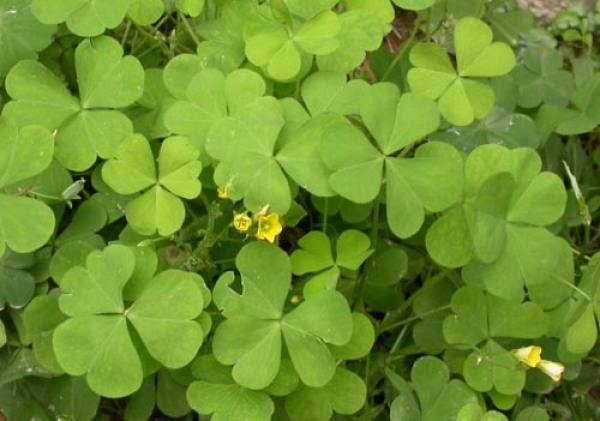 Oxalis purpurea