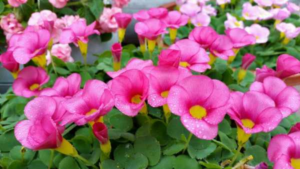 Oxalis sorrel