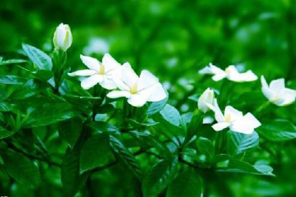 Watering time of gardenia