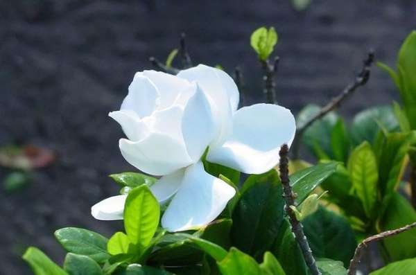 Gardenia watering time