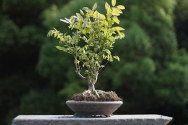 Wisteria potted picture