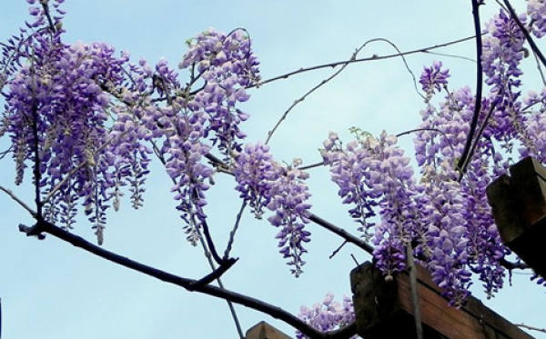 Wisteria potted picture
