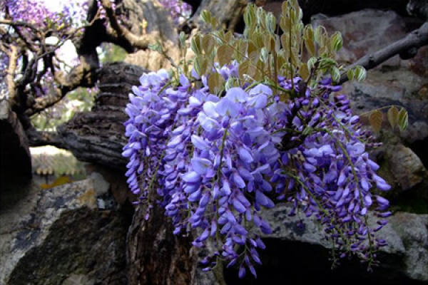 Wisteria potted picture