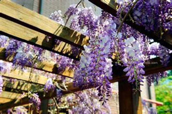 picture of Wisteria potted plant