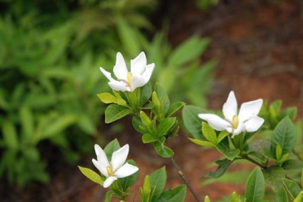 Gardenia jasminoides