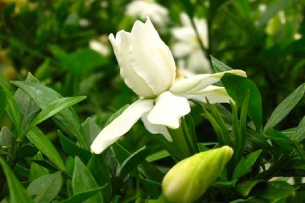 Gardenia jasminoides