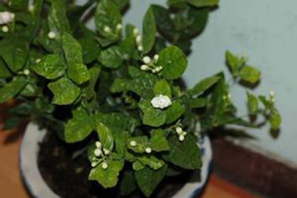 Gardenia jasminoides