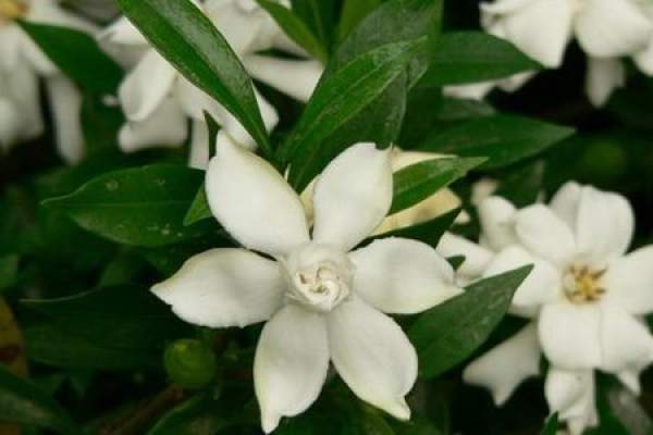 Gardenia jasminoides