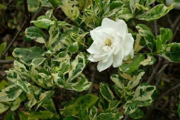 Gardenia jasminoides