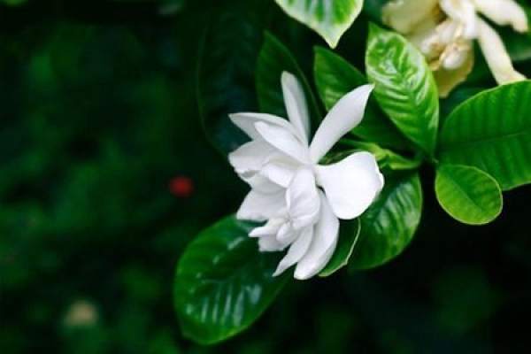 Gardenia grandiflora