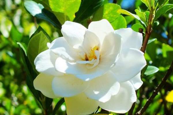 Gardenia grandiflora