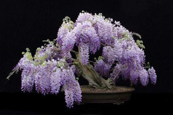 Potted Wisteria