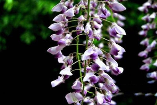 Potted Wisteria