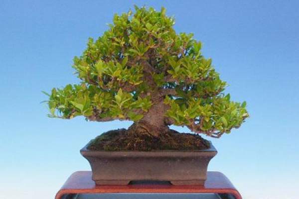 Gardenia bonsai upper pot